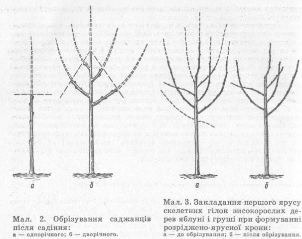 Схема опрыскивания винограда с весны до осени